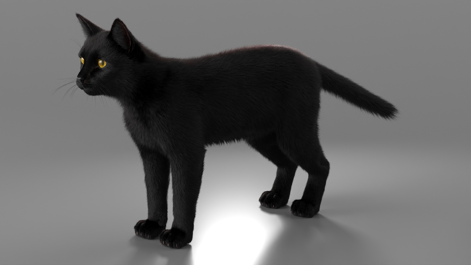Black House Cat Fur Set Animated Rigged For Maya 3D https://p.turbosquid.com/ts-thumb/aq/jUmF64/7s/black_house_cat_fur_set_animated_rigged_for_maya_360/jpg/1789421168/1920x1080/turn_fit_q99/876eaf65ea7fdd0754dfb3e7bd38b8b8a87148dc/black_house_cat_fur_set_animated_rigged_for_maya_360-1.jpg