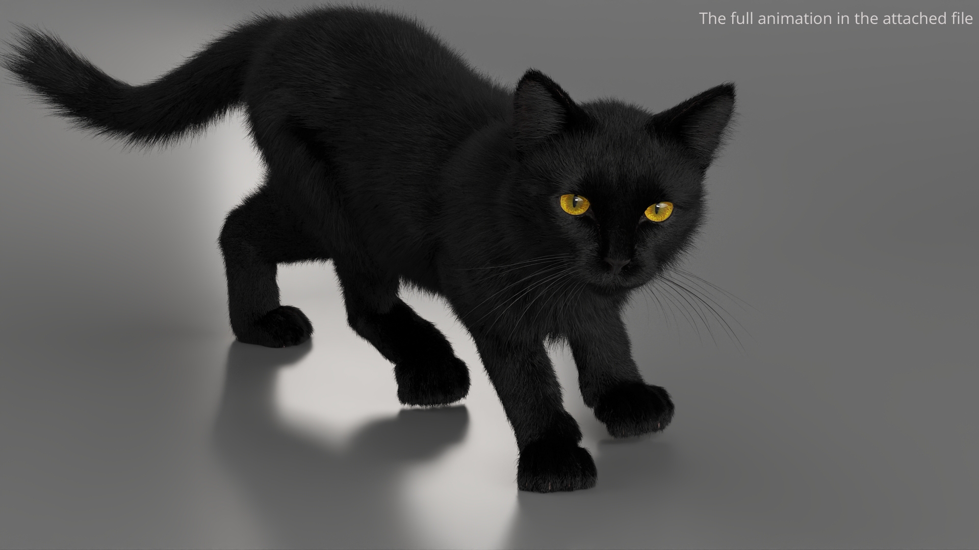Black House Cat Fur Set Animated Rigged For Maya 3D https://p.turbosquid.com/ts-thumb/aq/jUmF64/86/black_house_cat_fur_set_animated_rigged_for_maya_362/jpg/1789421299/1920x1080/turn_fit_q99/a19a30b4b2370de1632993ad11f8abadba523d40/black_house_cat_fur_set_animated_rigged_for_maya_362-1.jpg