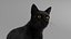 Ensemble de fourrure de chat domestique noir animé et riggé pour Maya