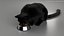 Ensemble de fourrure de chat domestique noir animé et riggé pour Maya