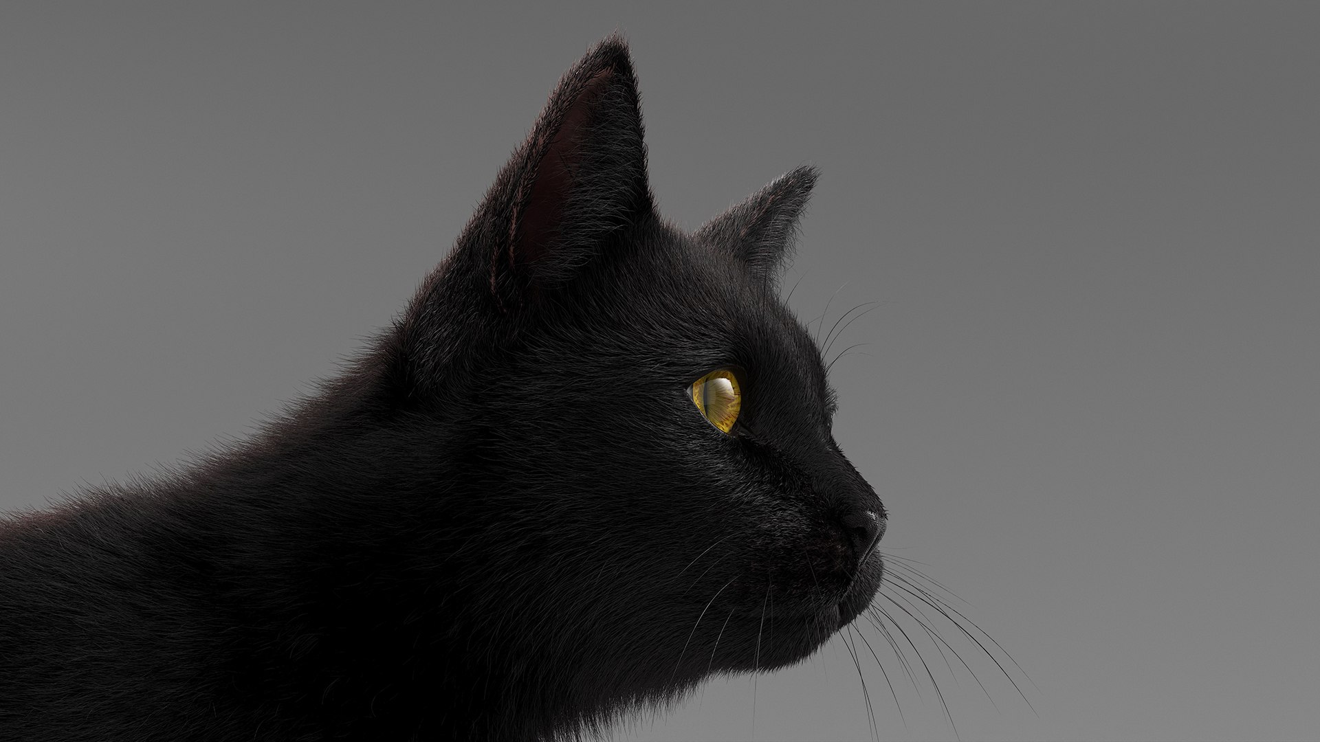 Black House Cat Fur Set Animated Rigged For Maya 3D https://p.turbosquid.com/ts-thumb/aq/jUmF64/Fj/black_house_cat_fur_set_animated_rigged_for_maya_018/jpg/1789421860/1920x1080/fit_q87/2a495b588305e91542fe3908e6603faced31d2ba/black_house_cat_fur_set_animated_rigged_for_maya_018.jpg