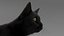 Ensemble de fourrure de chat domestique noir animé et riggé pour Maya