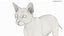 Ensemble de fourrure de chat domestique noir animé et riggé pour Maya