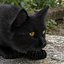 Ensemble de fourrure de chat domestique noir animé et riggé pour Maya