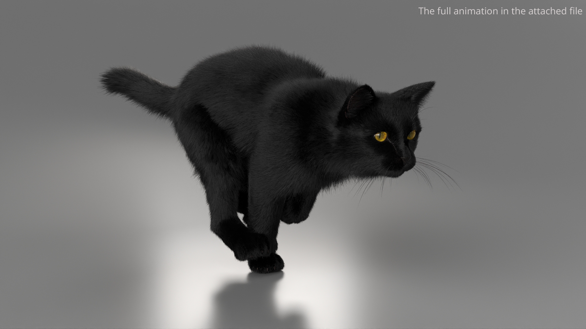 Black House Cat Fur Set Animated Rigged For Maya 3D https://p.turbosquid.com/ts-thumb/aq/jUmF64/WW/black_house_cat_fur_set_animated_rigged_for_maya_367/jpg/1789421657/1920x1080/turn_fit_q99/982a3aabc10c148aba8fe0eff658c06dda7c8918/black_house_cat_fur_set_animated_rigged_for_maya_367-1.jpg