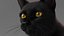 Ensemble de fourrure de chat domestique noir animé et riggé pour Maya