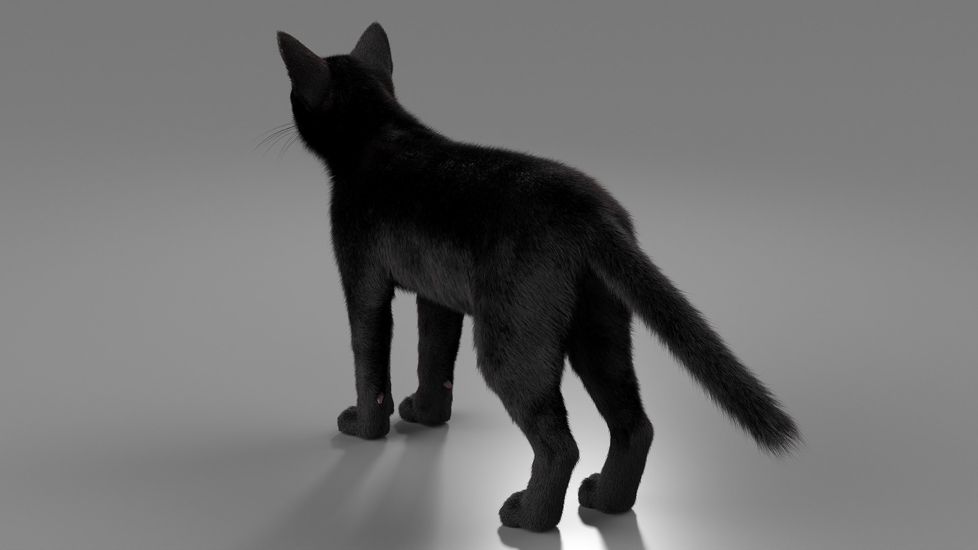 Black House Cat Fur Set Animated Rigged For Maya 3D https://p.turbosquid.com/ts-thumb/aq/jUmF64/cf/black_house_cat_fur_set_animated_rigged_for_maya_015/jpg/1789421851/1920x1080/fit_q87/1ed8b045a5535630c2971132b85aeaf53a063341/black_house_cat_fur_set_animated_rigged_for_maya_015.jpg