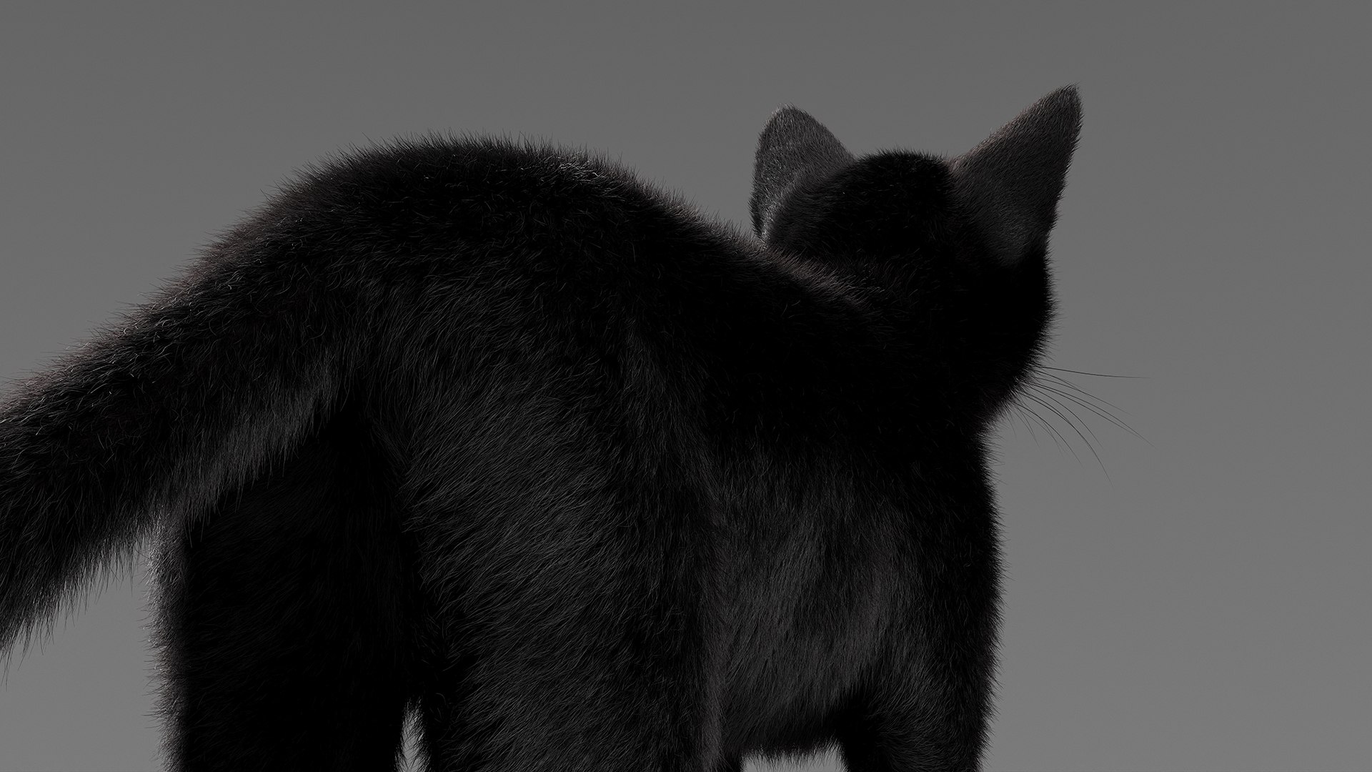 Black House Cat Fur Set Animated Rigged For Maya 3D https://p.turbosquid.com/ts-thumb/aq/jUmF64/hG/black_house_cat_fur_set_animated_rigged_for_maya_017/jpg/1789421857/1920x1080/fit_q87/5bbffdf8593323dcbe3c5f79f844a969e72f7a5c/black_house_cat_fur_set_animated_rigged_for_maya_017.jpg