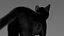 Ensemble de fourrure de chat domestique noir animé et riggé pour Maya