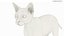 Ensemble de fourrure de chat domestique noir animé et riggé pour Maya