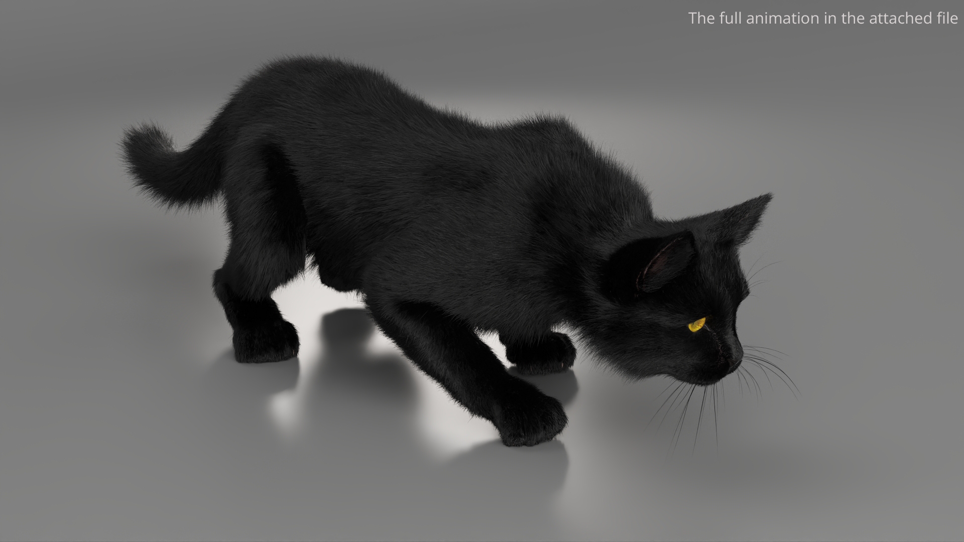Black House Cat Fur Set Animated Rigged For Maya 3D https://p.turbosquid.com/ts-thumb/aq/jUmF64/lM/black_house_cat_fur_set_animated_rigged_for_maya_364/jpg/1789421431/1920x1080/turn_fit_q99/4693560845397a49fcdf6bb03d68b39dac221c61/black_house_cat_fur_set_animated_rigged_for_maya_364-1.jpg