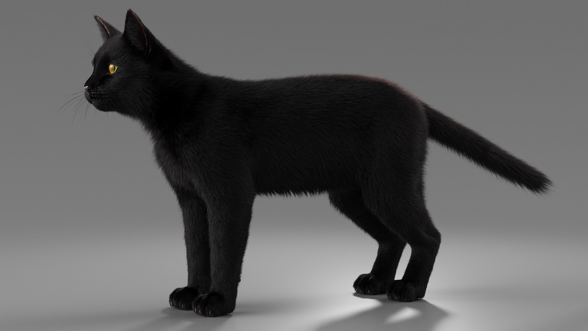 Black House Cat Fur Set Animated Rigged For Maya 3D https://p.turbosquid.com/ts-thumb/aq/jUmF64/py/black_house_cat_fur_set_animated_rigged_for_maya_014/jpg/1789421848/1920x1080/fit_q87/d5d5bdafb054423c8daa2950d917a17821c55da9/black_house_cat_fur_set_animated_rigged_for_maya_014.jpg