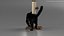 Ensemble de fourrure de chat domestique noir animé et riggé pour Maya