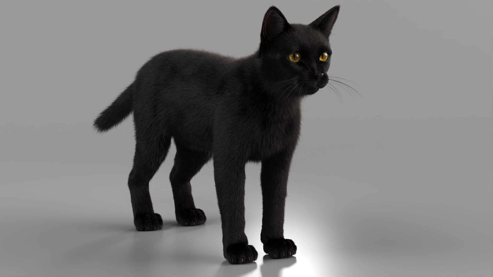 Black House Cat Fur Set Animated Rigged For Maya 3D https://p.turbosquid.com/ts-thumb/aq/jUmF64/ul/black_house_cat_fur_set_animated_rigged_for_maya_013/jpg/1789421845/1920x1080/fit_q87/33cf3915fe1e809932504582511e129ffc3b8323/black_house_cat_fur_set_animated_rigged_for_maya_013.jpg