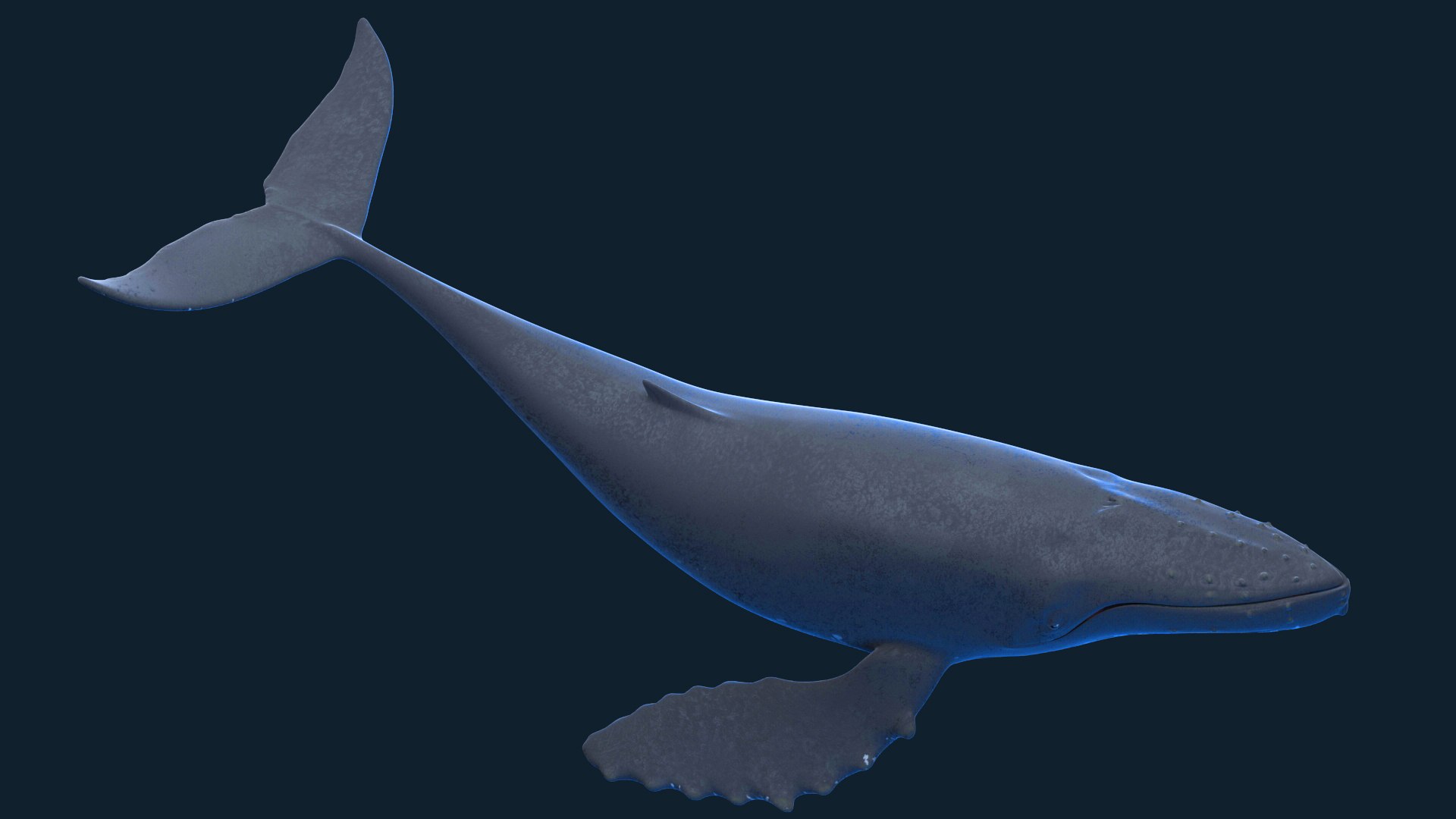 3D Humpback Whale - TurboSquid 1970947