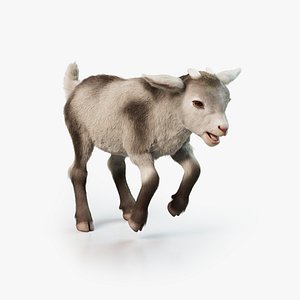 Goat Kid Animated Maya 3D