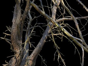 3D old forest pine tree