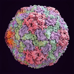 scientifically accurate structure hepatitis 3D