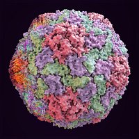 Hepatitis A Virus Capsid (scientifically accurate 3D structure)
