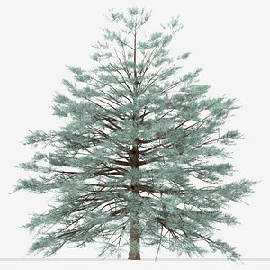 Set of Picea Pungens or Blue spruce Trees - 3 Trees 3D