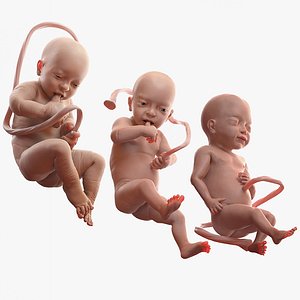 Rigged Embryos Collection for Cinema 4D