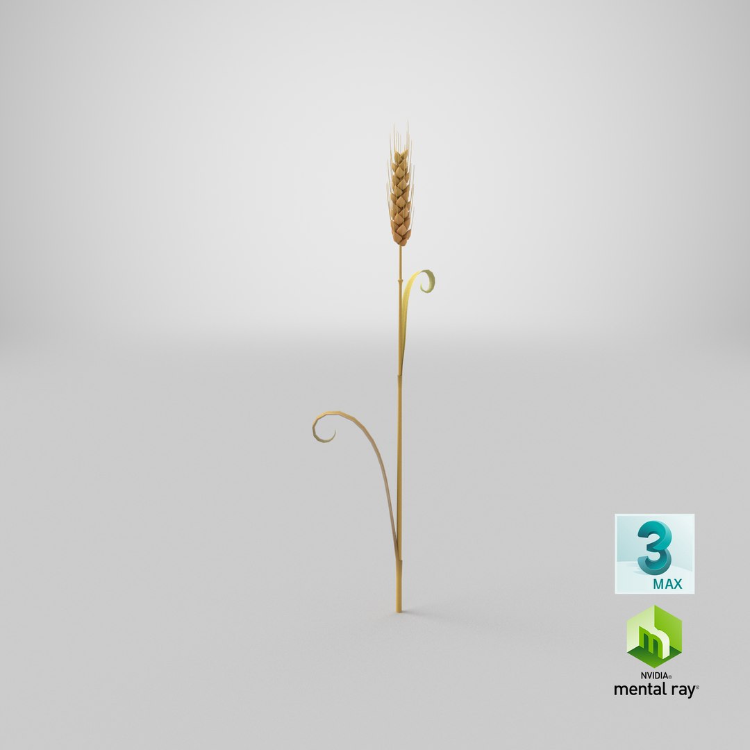 3D Cartoon Wheat Spikelet 05 https://p.turbosquid.com/ts-thumb/ar/XWnH3M/8S/stemcell_max_mental_ray_render/png/1680679805/1920x1080/fit_q87/855977495be537d5541fc0a2c0b2647f044f5afd/stemcell_max_mental_ray_render.jpg