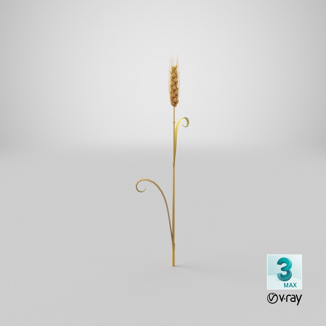 3D Cartoon Wheat Spikelet 05 https://p.turbosquid.com/ts-thumb/ar/XWnH3M/UR/stemcell_max_vray_render/png/1680679800/1920x1080/fit_q87/a82453dc58e279e77e060fded1fe8b8f75d809b8/stemcell_max_vray_render.jpg
