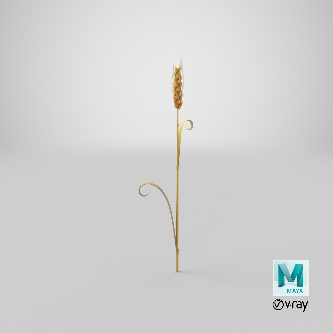 3D Cartoon Wheat Spikelet 05 https://p.turbosquid.com/ts-thumb/ar/XWnH3M/hx/stemcell_maya_vray_render/png/1680679795/1920x1080/fit_q87/a3895cfcbd8a7f8f0a927a700eb523bd20ff49e3/stemcell_maya_vray_render.jpg