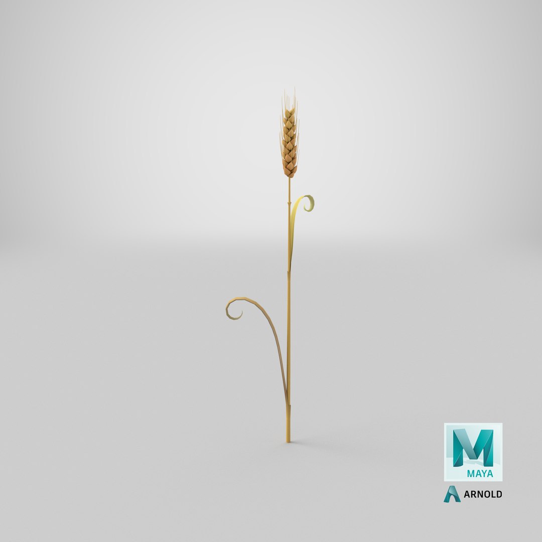 3D Cartoon Wheat Spikelet 05 https://p.turbosquid.com/ts-thumb/ar/XWnH3M/mN/stemcell_maya_arnold_render/png/1680679799/1920x1080/fit_q87/f521bc48d62af173ba7f064693712f304dcdad5f/stemcell_maya_arnold_render.jpg