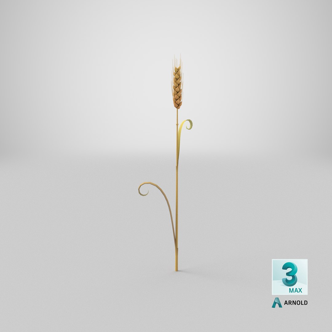 3D Cartoon Wheat Spikelet 05 https://p.turbosquid.com/ts-thumb/ar/XWnH3M/rt/stemcell_max_arnold_render/png/1680679807/1920x1080/fit_q87/2cfe55ec3ba5328176296e0a65f93c3e93520a57/stemcell_max_arnold_render.jpg