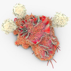 T-Cells attack Cancer Cell 3D