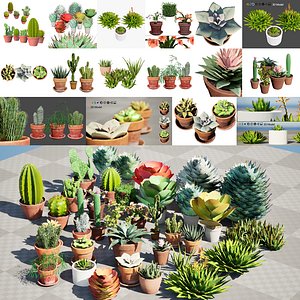 Potted cacti and succulents 3d Pack