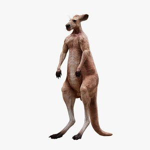 Kangaroo