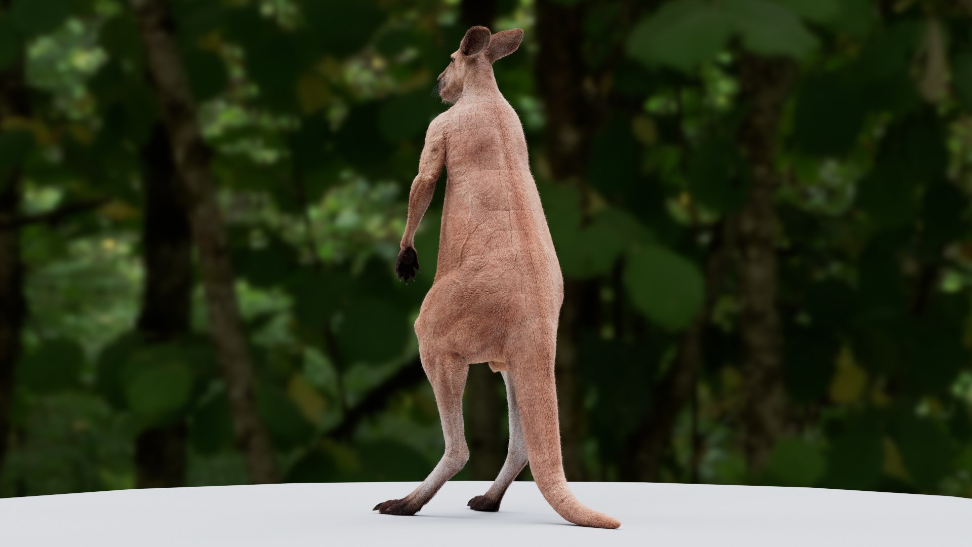 3D Kangaroo - TurboSquid 2067428