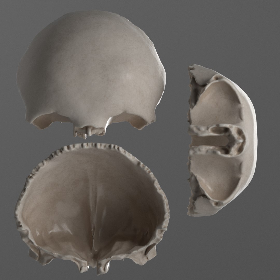 Female skull bones 3D model - TurboSquid 1640638