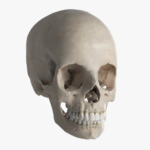 female skull bones 3D model