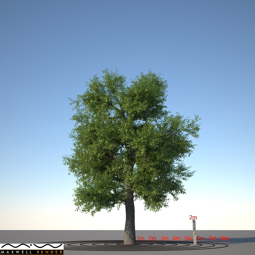 oak tree obj https://p.turbosquid.com/ts-thumb/as/4sJ31n/2pHVrRnO/oak_typ01_render_f_0000_mxw/jpg/1318523729/1920x1080/fit_q87/cc6cf967e9ad5c2ef999ea694b748e72f1babaed/oak_typ01_render_f_0000_mxw.jpg