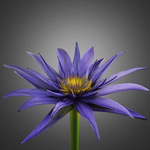 Water Lily Animation - Octane
