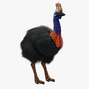 cassowary ornatrix hair 3D model