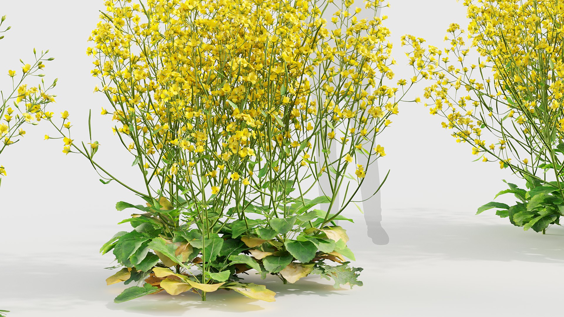 Brassica napus Oilseed rape 01 3D model 3D https://p.turbosquid.com/ts-thumb/as/FmbNyP/XT/bc_pm_p020_brassica_napus_02_05/jpg/1704677413/1920x1080/fit_q87/53cddedcf032bb83647558ebdf8ba1df5740fd86/bc_pm_p020_brassica_napus_02_05.jpg