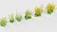 Brassica napus Oilseed rape 01 3D model