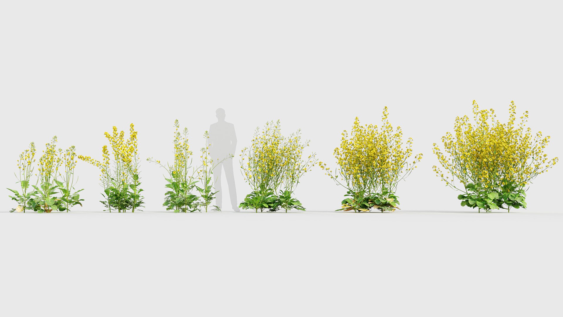 Brassica napus Oilseed rape 01 3D model 3D https://p.turbosquid.com/ts-thumb/as/FmbNyP/al/bc_pm_p020_brassica_napus_02_01/jpg/1704677410/1920x1080/fit_q87/8fe4491216cadc705f1774824de3681e8aad5c3e/bc_pm_p020_brassica_napus_02_01.jpg