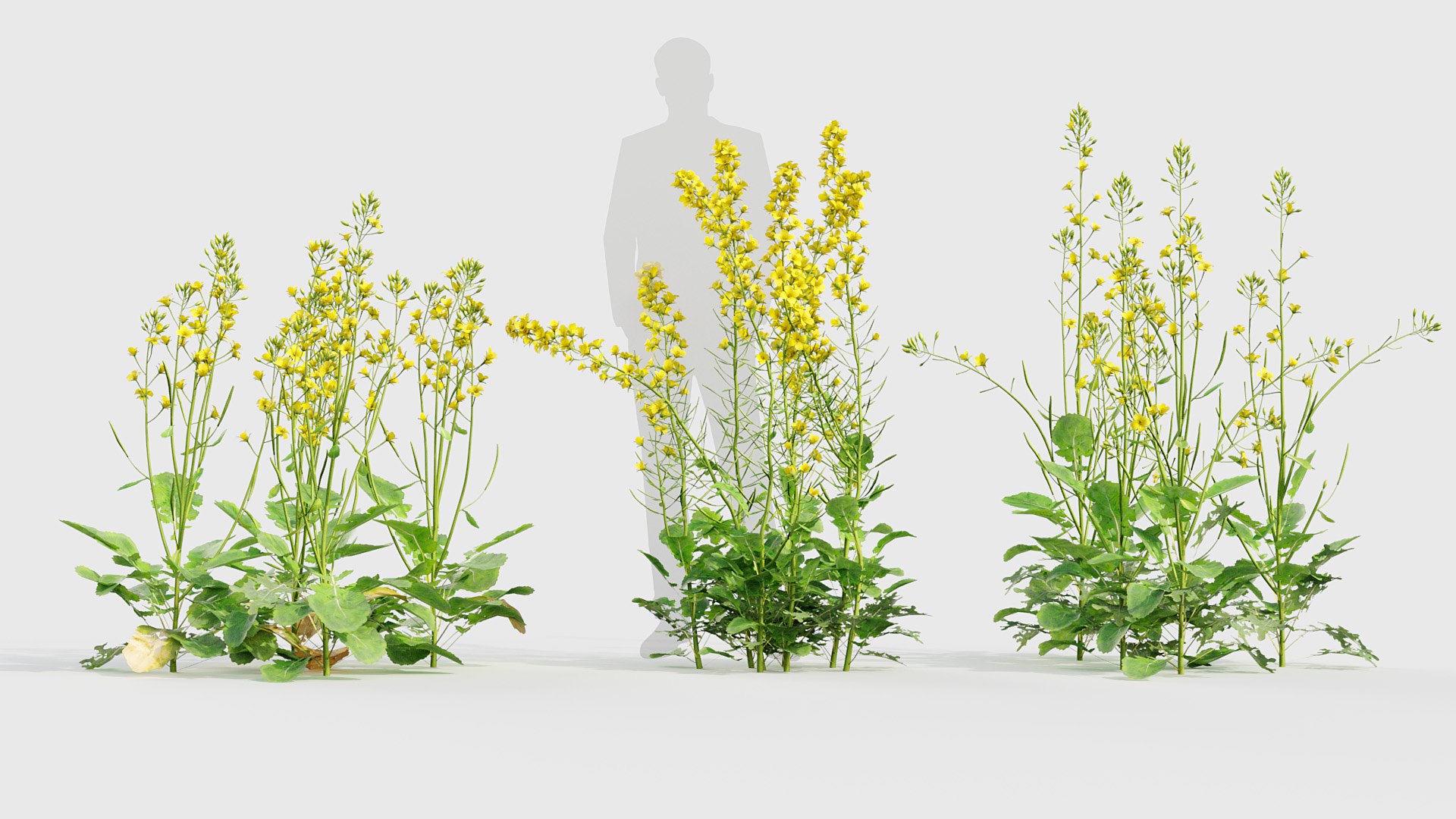 Brassica napus Oilseed rape 01 3D model 3D https://p.turbosquid.com/ts-thumb/as/FmbNyP/pe/bc_pm_p020_brassica_napus_02_02/jpg/1704677411/1920x1080/fit_q87/02cc3a054a388b540f7465ac5545e314cc0379d5/bc_pm_p020_brassica_napus_02_02.jpg