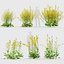 Brassica napus Oilseed rape 01 3D model