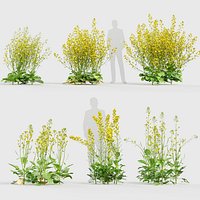 Brassica napus Oilseed rape 01 3D model