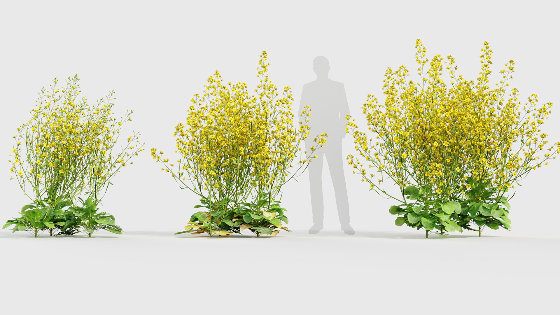 Brassica napus Oilseed rape 01 3D model 3D https://p.turbosquid.com/ts-thumb/as/FmbNyP/xH/bc_pm_p020_brassica_napus_02_03/jpg/1704677412/1920x1080/fit_q87/f3b590155279bea875d45765f2ca60eba65be221/bc_pm_p020_brassica_napus_02_03.jpg