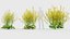 Brassica napus Oilseed rape 01 3D model
