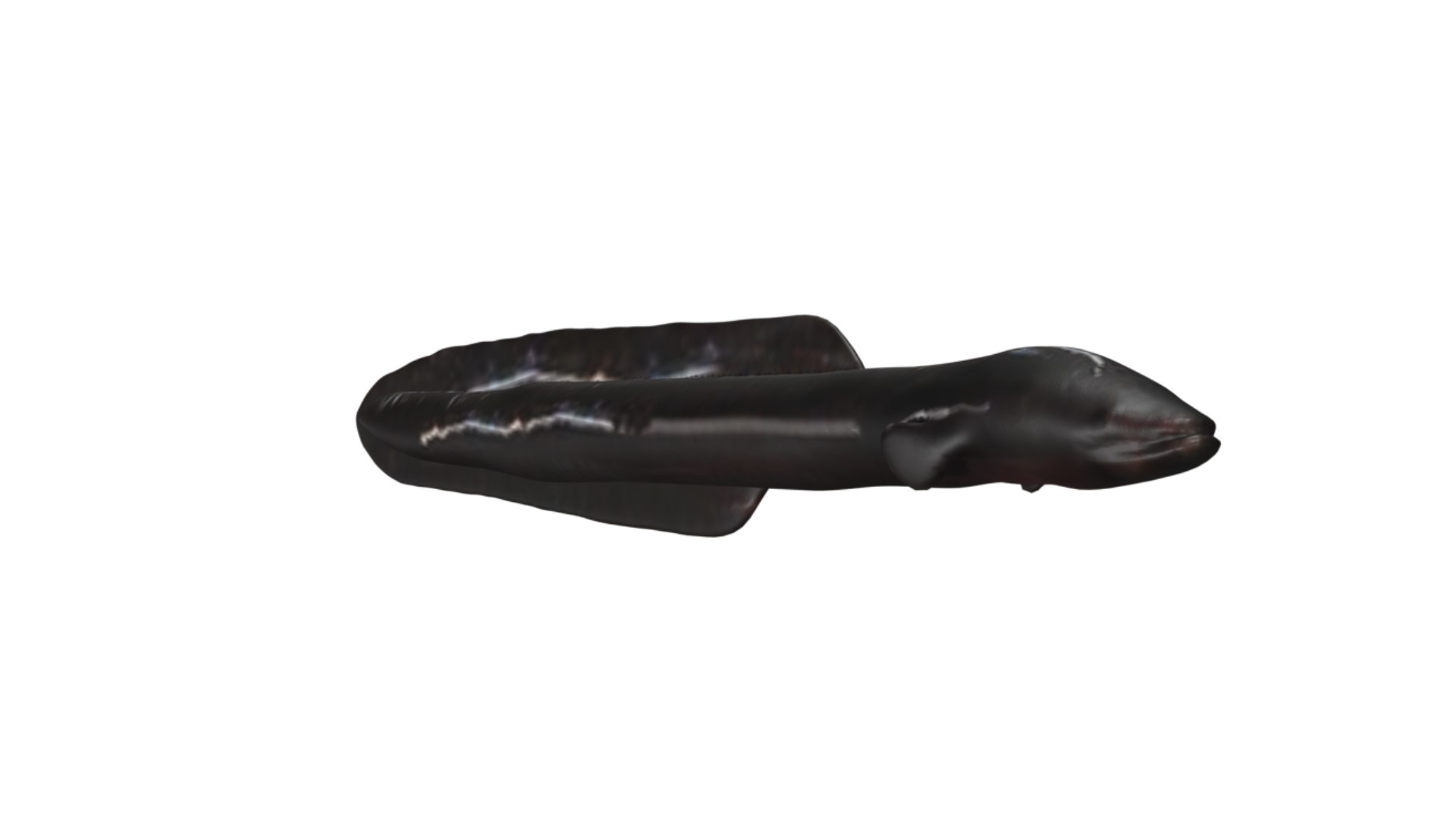 Electric eel model https://p.turbosquid.com/ts-thumb/as/L4ZlmY/fP/15/jpg/1629031935/1920x1080/fit_q87/cdea0092214969635ba9e48aa89696a53a51dbf0/15.jpg
