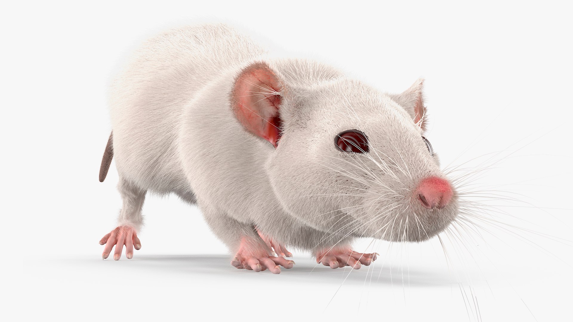 3D Running White Rat Fur Animated Rigged https://p.turbosquid.com/ts-thumb/as/MK5qPB/2e/running_white_rat_fur_animated_rigged_010/jpg/1755144074/1920x1080/fit_q87/85ae1064781c635d4b1cf24267ef8a333bf3c9f1/running_white_rat_fur_animated_rigged_010.jpg