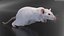 Running White Rat Fur Animated Rigged